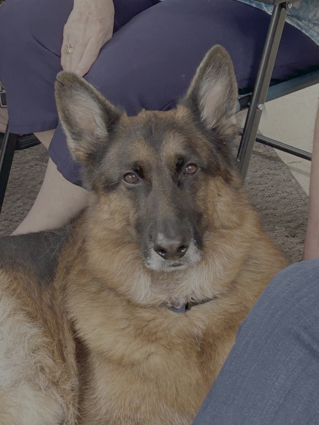Trooper today, thriving after rehabilitation, surgery, and the care of a loving family