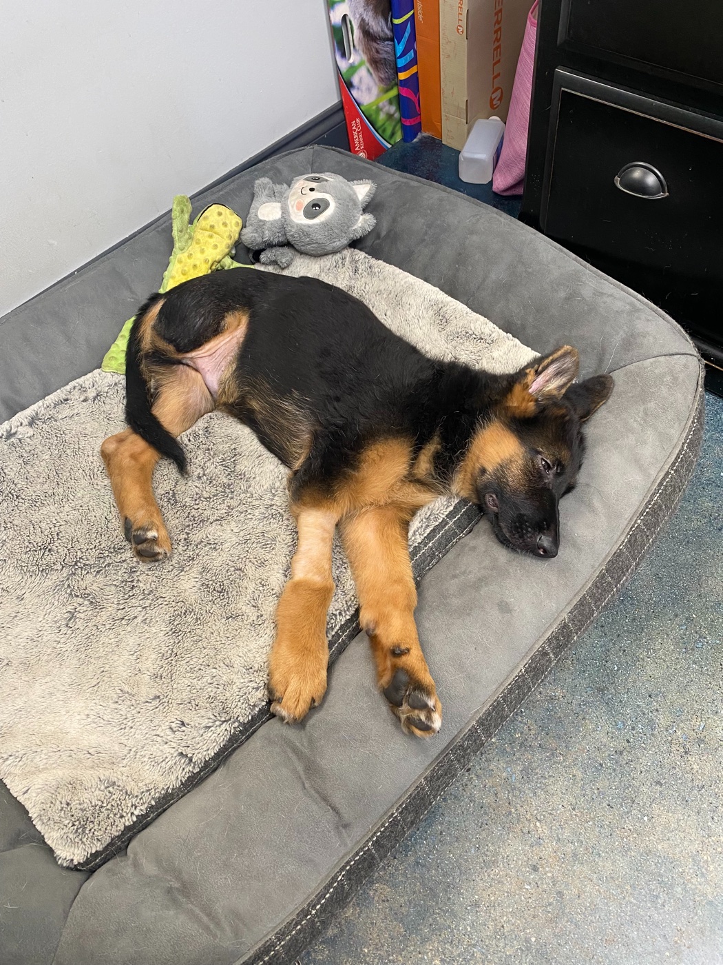 Trooper as a young puppy, before receiving the medical care that changed his life