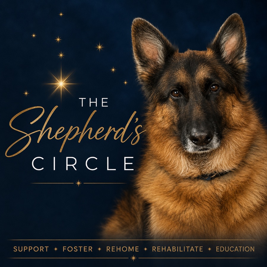 The Shepherd's Circle - a German Shepherd looking into the camera against a starlit navy background
