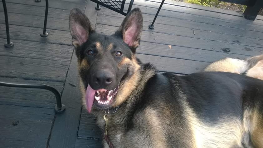 A German Shepherd on a deck with a happy, open-mouthed expression