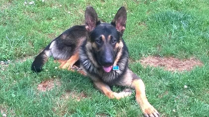 A German Shepherd lying contentedly in the grass