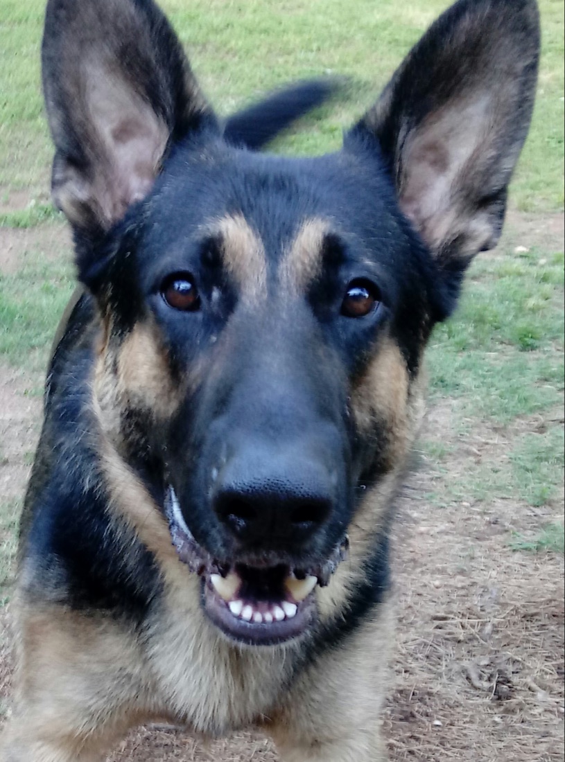 A German Shepherd looking directly into the camera