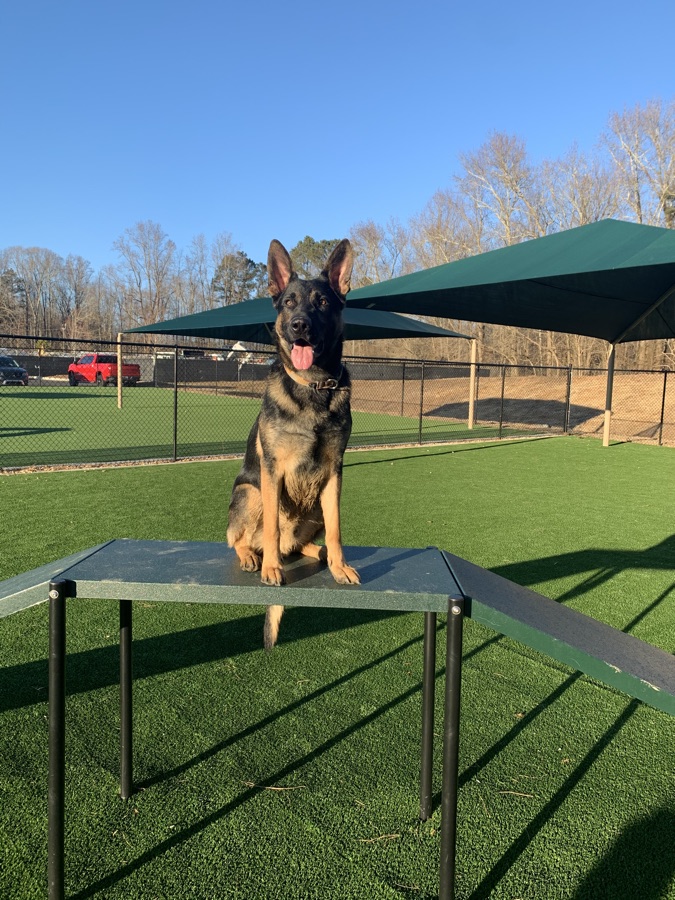 A German Shepherd standing on agility equipment in a park