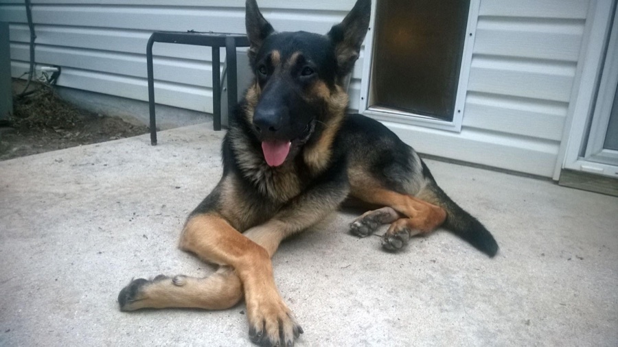 A German Shepherd resting comfortably on a porch