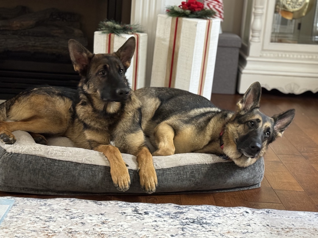 Two German Shepherds sharing a dog bed together in a foster home